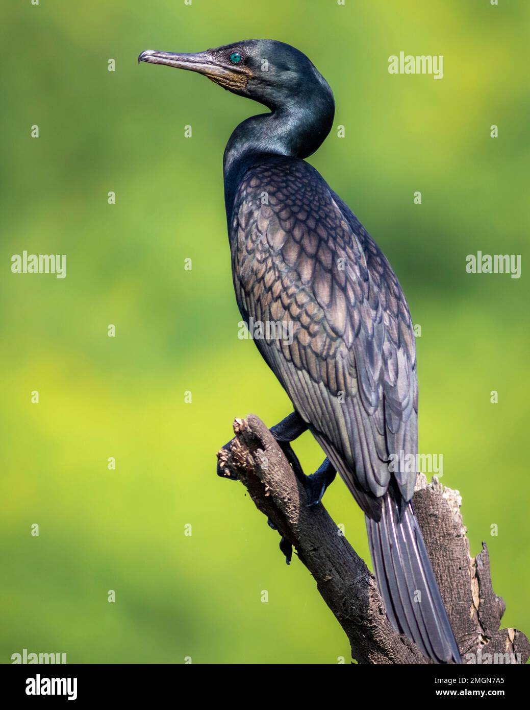 indian cormorant or Indian shag or Phalacrocorax fuscicollis portrait Non breeding bird with blue iris in natural green background keoladeo bharatpur Stock Photo