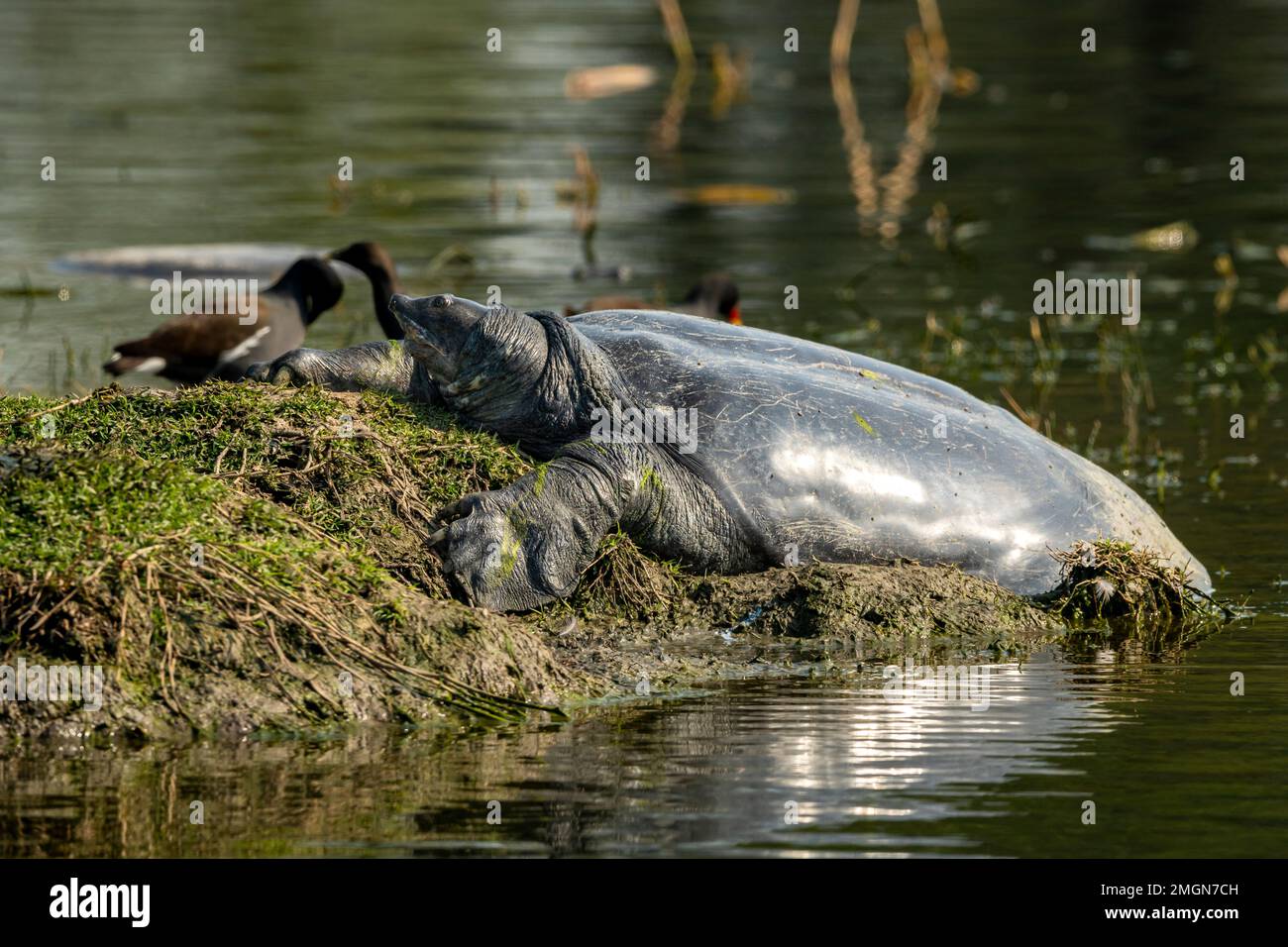 Nilssonia gangetica or Indian softshell or Ganges softshell turtle vulnerable species closeup with reflection in water basking in winter keoladeo Stock Photo
