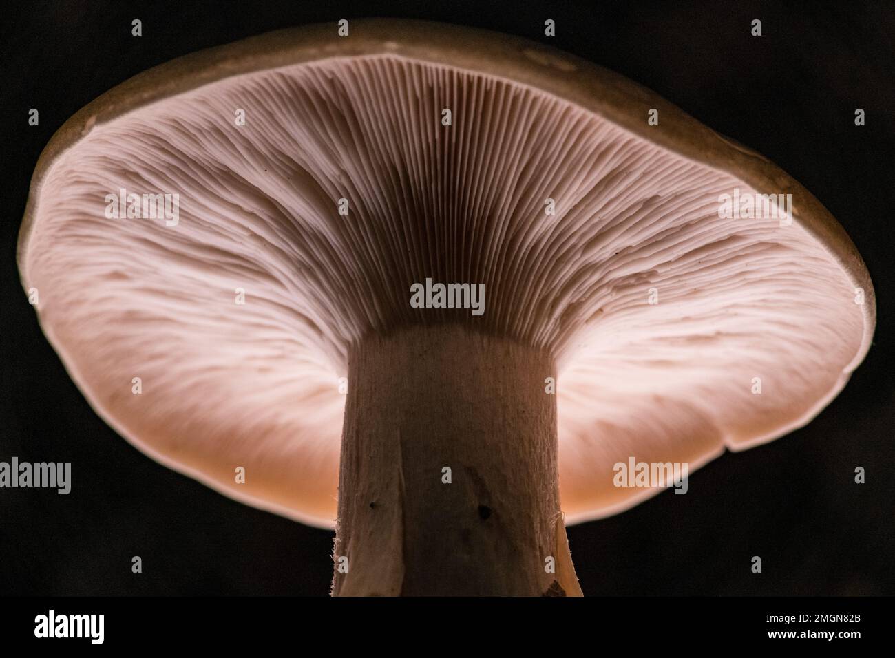 Close-up of a basidiomycota mushroom, detail of the lamellae, Bouxieres aux dames, Lorraine, France Stock Photo