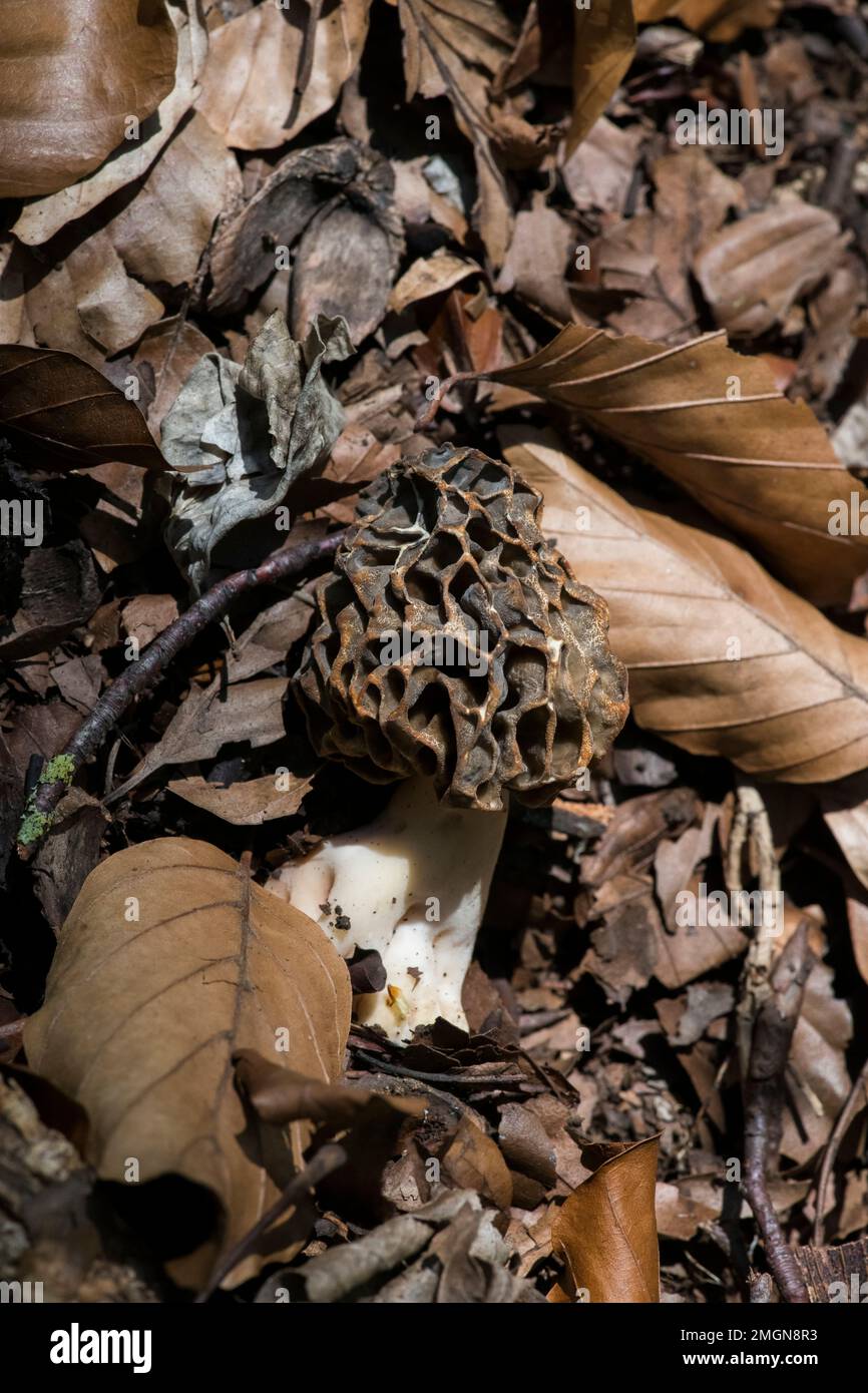 Classic yellow morel (Morchella esculenta) in dead leaves, Bouxieres