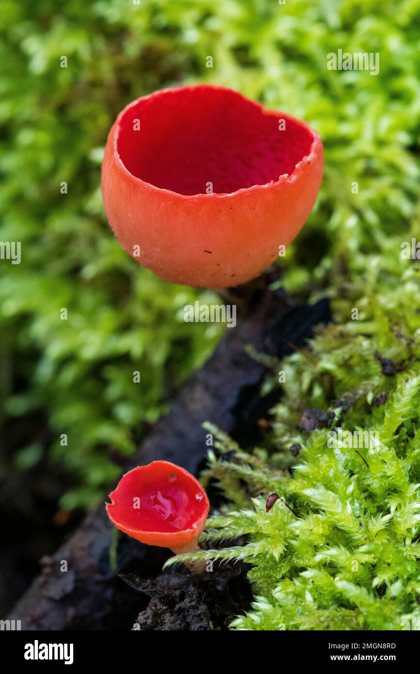 Scarlet cup fungus (Sarcoscypha coccinea), resurgence of the Arot, Pierre-la-Treiche, Lorraine, France Stock Photo