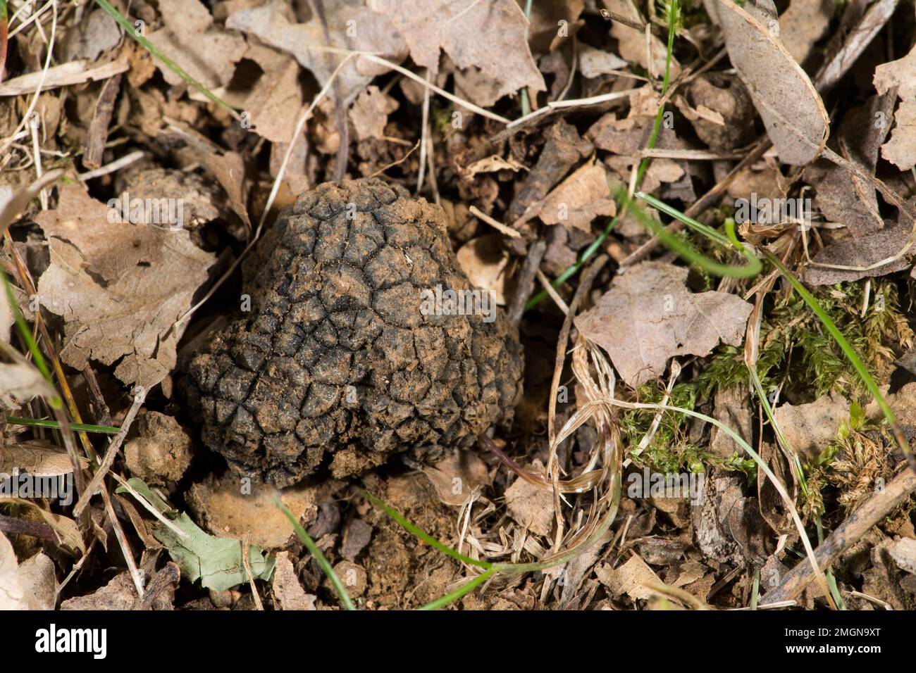 Summer truffle (Tuber aestivum) in the ground under an oak tree