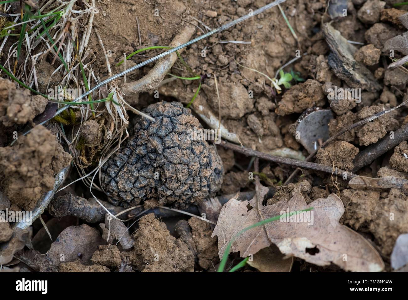 Summer truffle (Tuber aestivum) in the ground under an oak tree