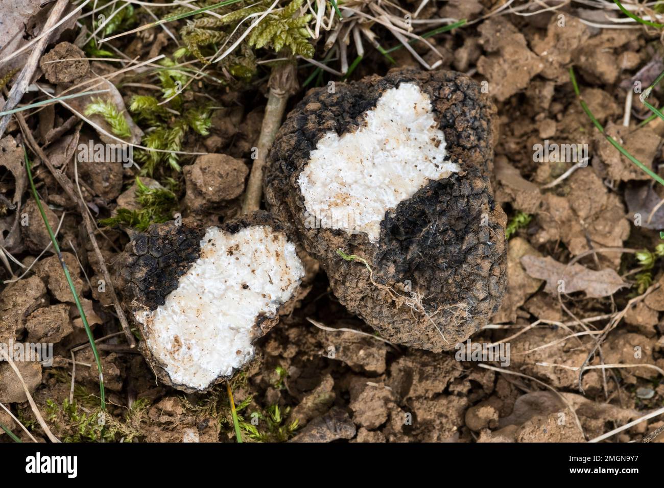 Summer truffle (Tuber aestivum) in the ground under an oak tree