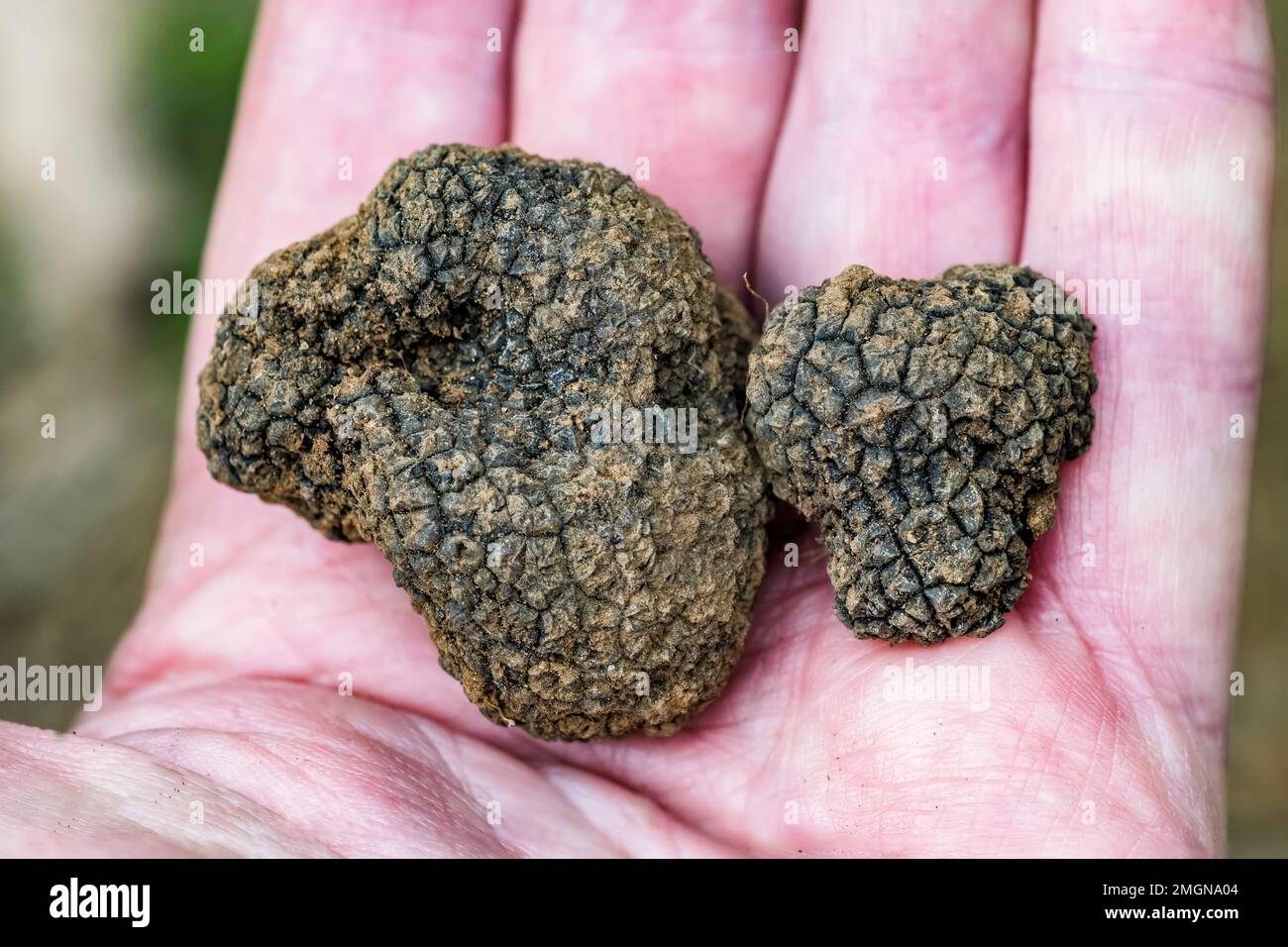 Summer truffle (Tuber aestivum) find in the ground under an oak tree