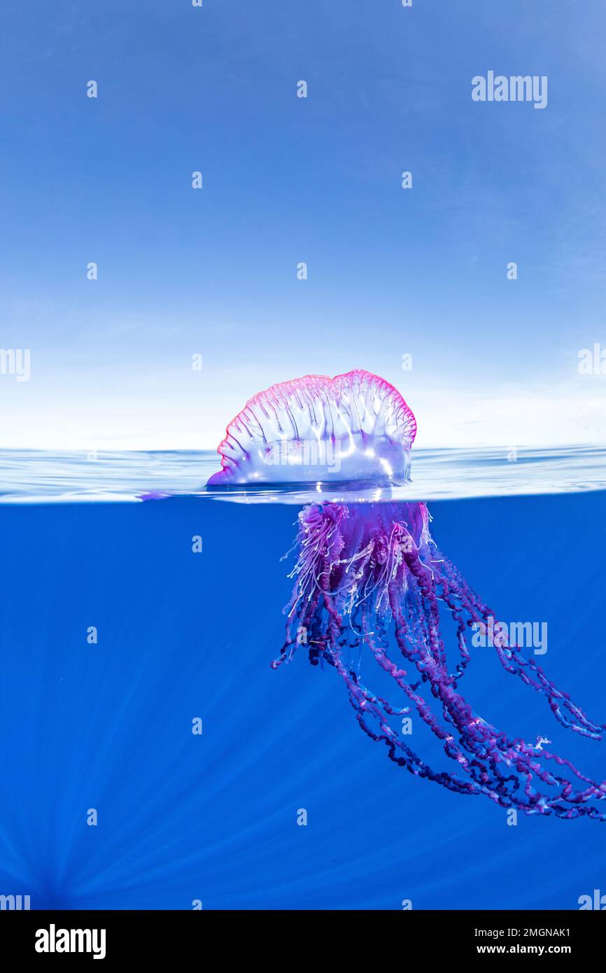 A man-of-war fish, (Nomeus gronovii), living within the deadly tentacles of  the The Portuguese man o' war (Physalia physalis), also known as the man-o  Stock Photo - Alamy