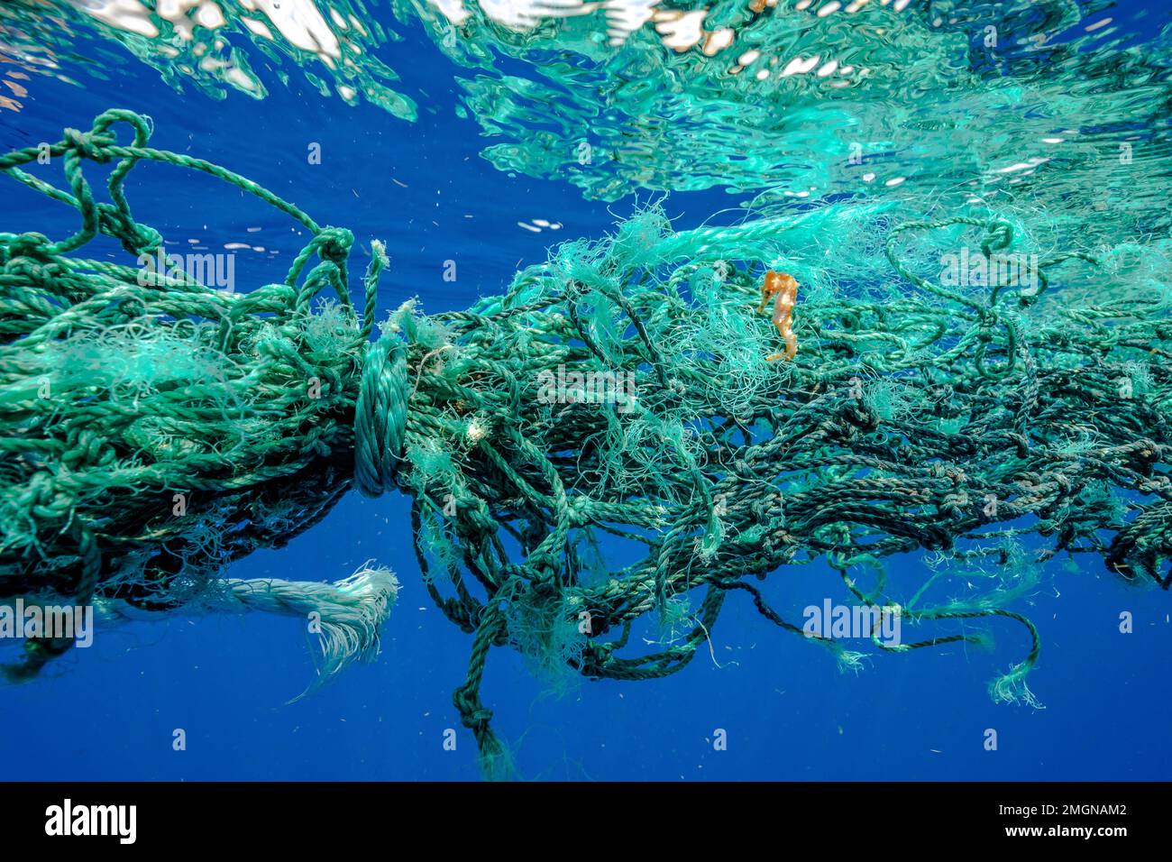 Seahorse (Hippocampus) camouflaged within a ghost fishing nets, fishing