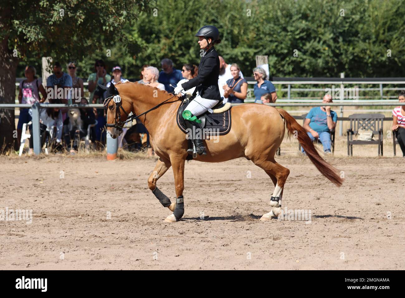 official show jumping tournaments in germany Stock Photo Alamy