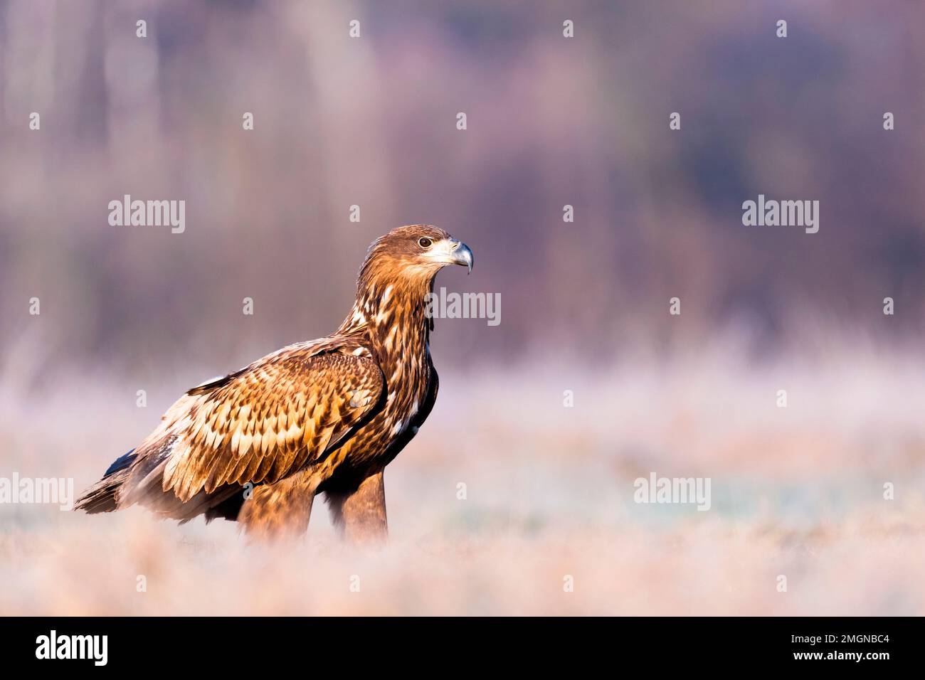 White-tailed eagle (Haliaeetus albicilla) on ground, Slovenia Stock Photo