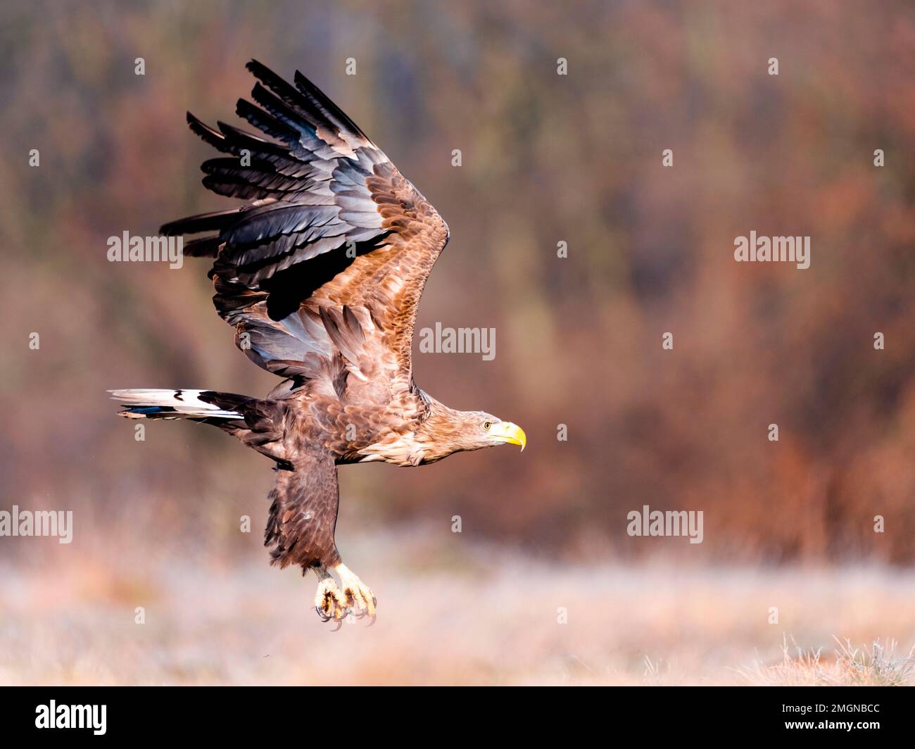 White-tailed eagle (Haliaeetus albicilla) in flight, Slovenia Stock Photo