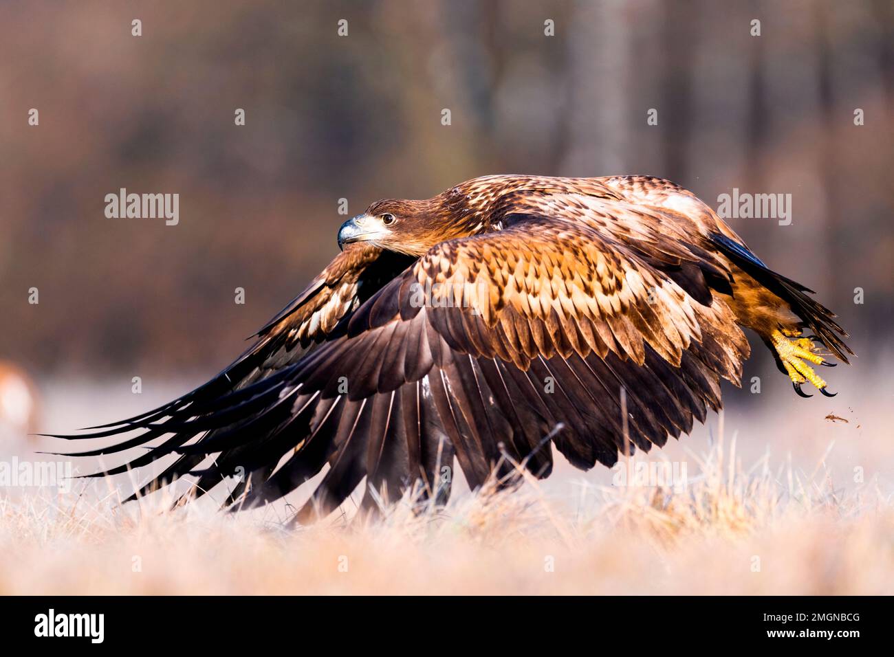 White-tailed eagle (Haliaeetus albicilla) in flight, Slovenia Stock Photo