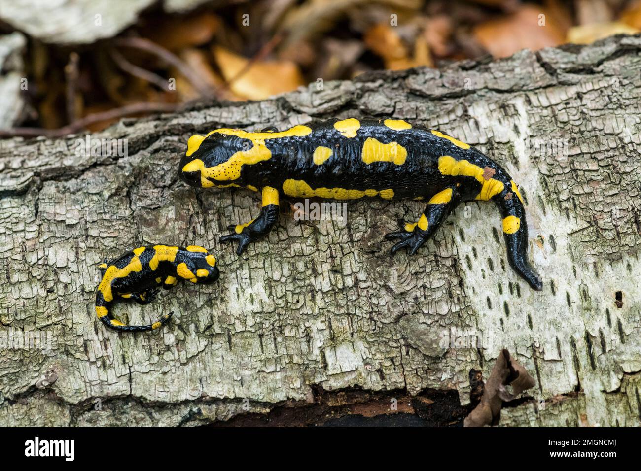 Barred Fire Salamander (Salamandra salamandra terrestris) adult and ...