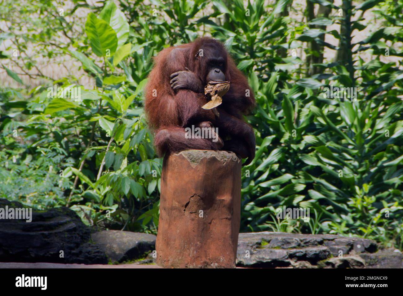 An Orangutan sunbathing at the Bandung Indonesia Zoo on October 22, 2022 Stock Photo