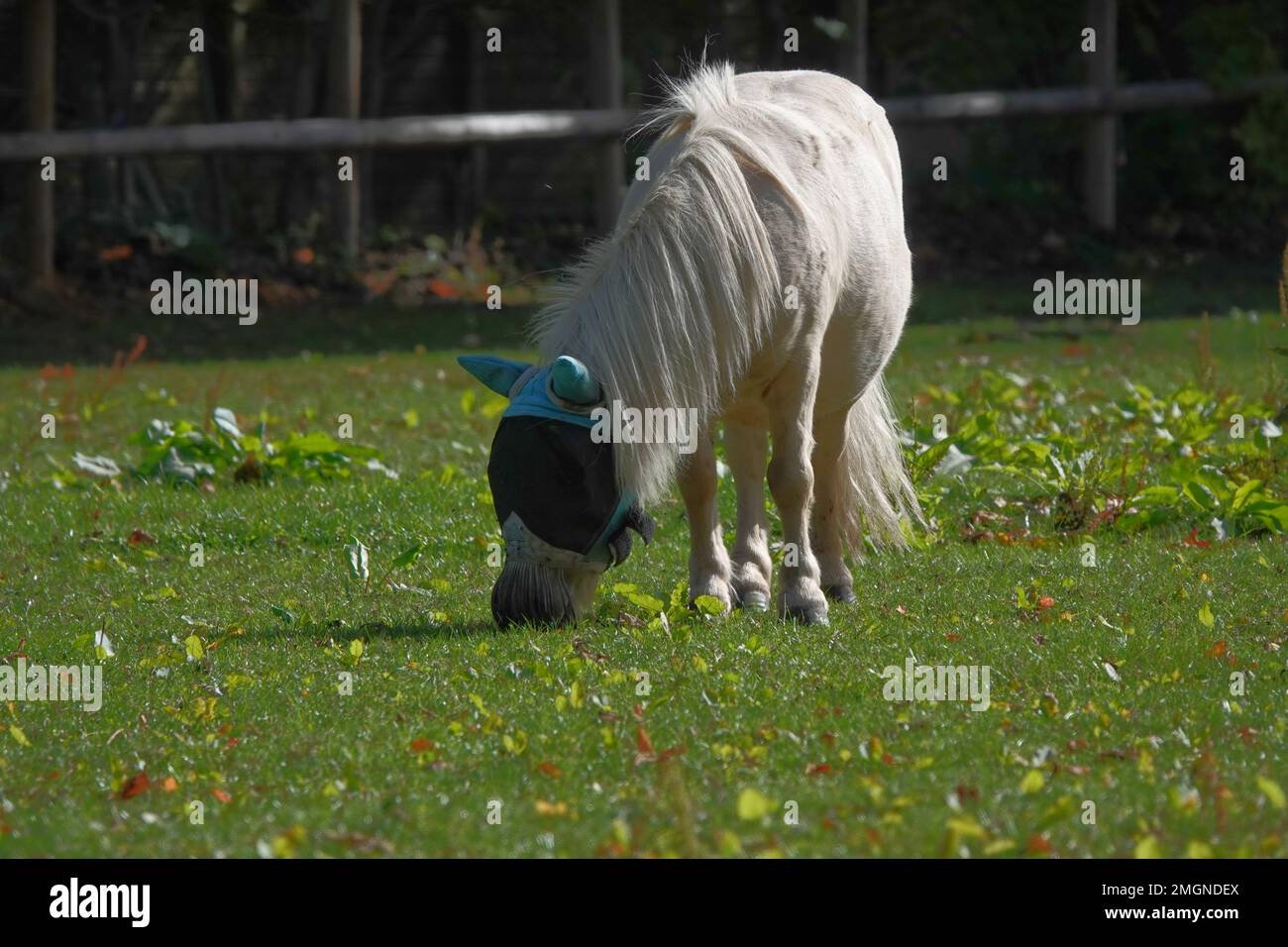 A Shetland pony wearing a fly mask, and grazing in the summer sunshine Stock Photo