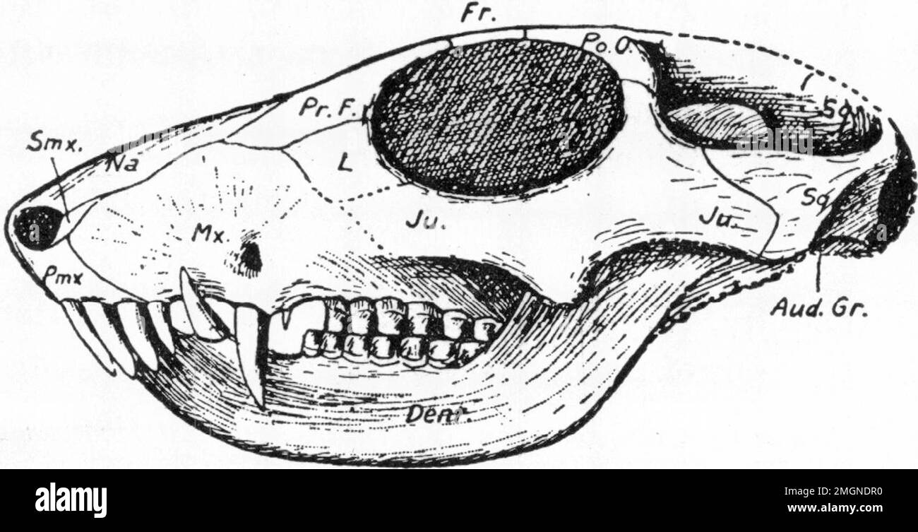 Sesamodon browni skull restoration, specimen 5517 Stock Photo