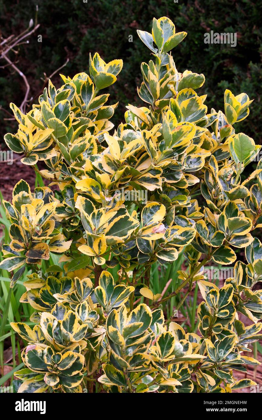Yellow variegated evergreen Japanese Spindle, Euonymus japonicus "Aureomarginatus" in a garden, Finistere, France Stock Photo
