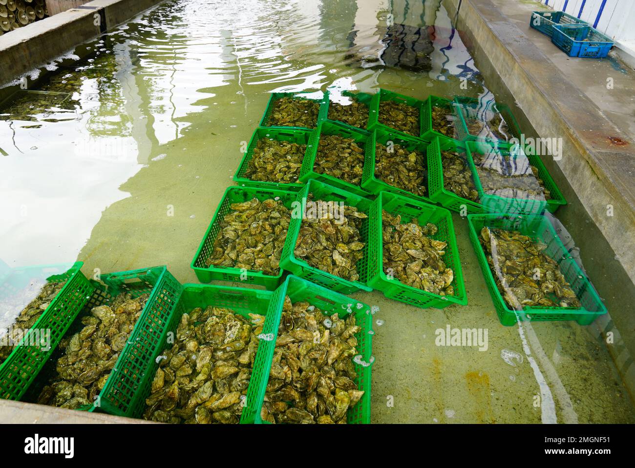 oyster tank shuck and oysters in plastic boxes in pool water ready dor