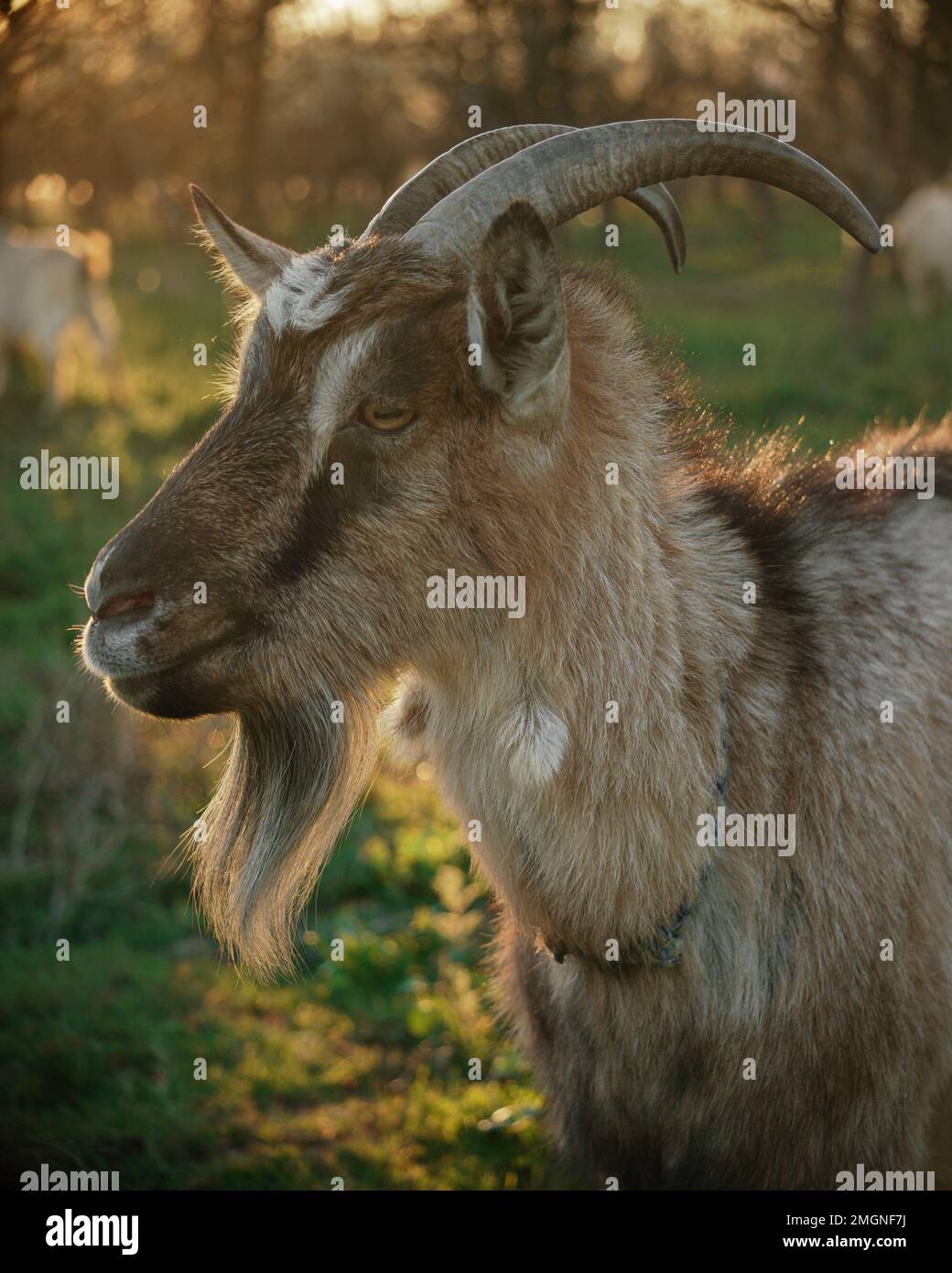 Symbol of the Chinese New Year 2027. Goat muzzle. Closeup of the head