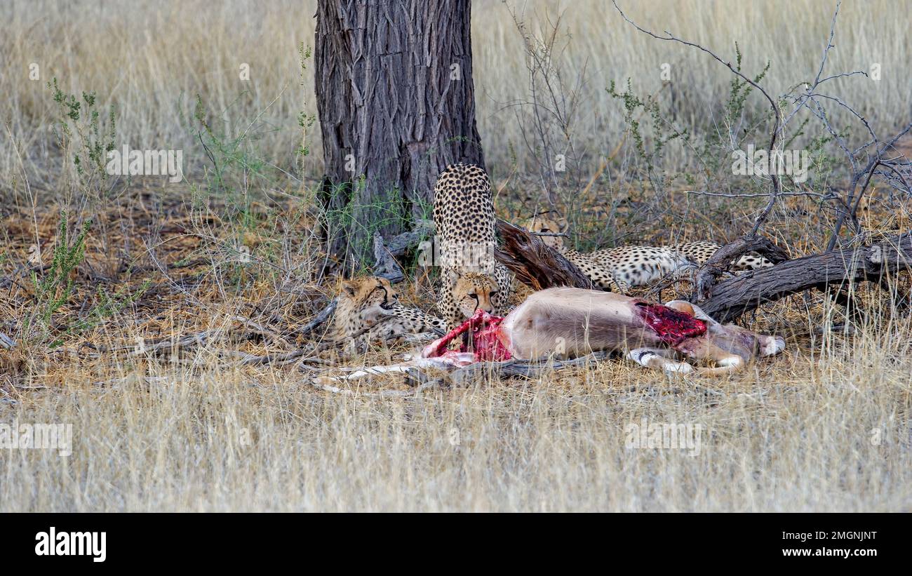 Cheetah (Acinonyx jubatus) Kgalagadi Transfrontier Park, South Africa Stock Photo