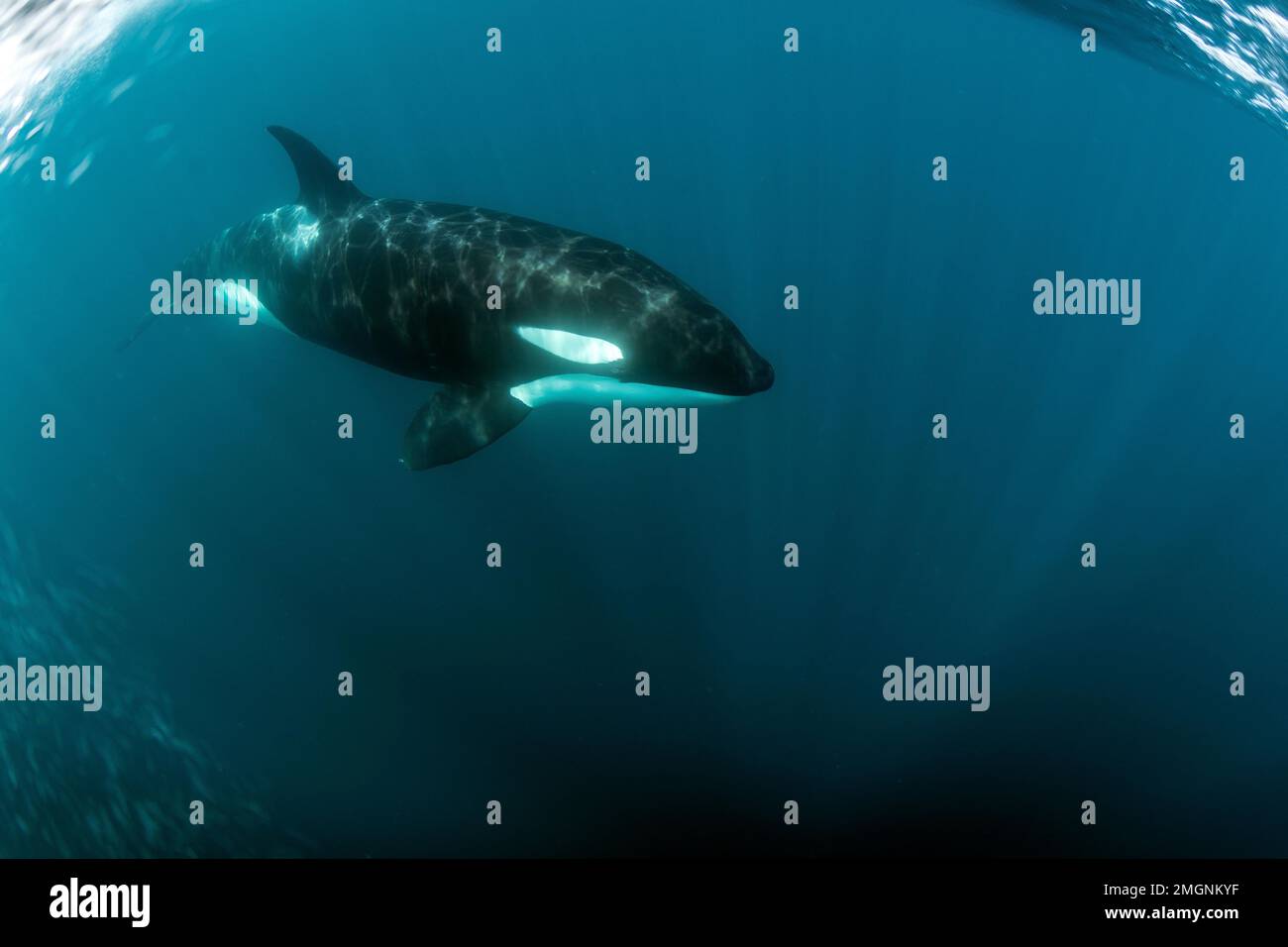 Orca underwater baja hires stock photography and images Alamy