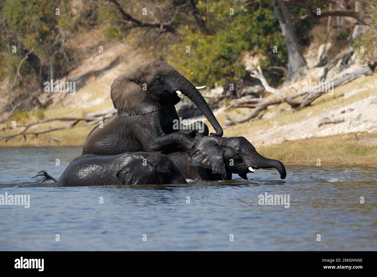 African Elephant (Loxodonta africana) playing in the Chobe River, Botswana Stock Photo