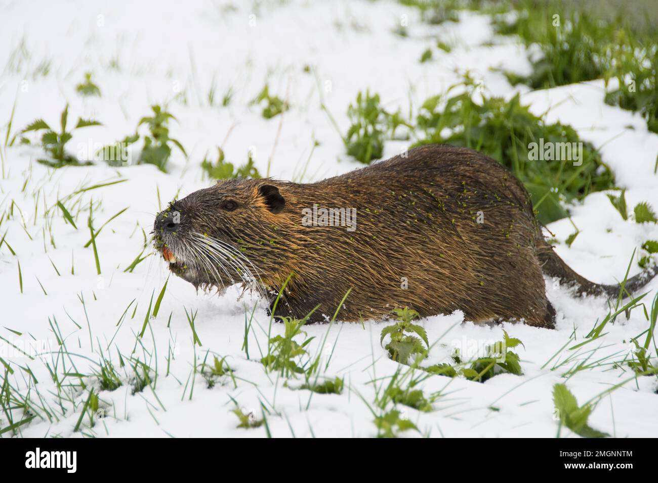 Coypu (Myocastor coypus) in the snow and covered with some duckweed (Lemna sp), Auvergne, France Stock Photo