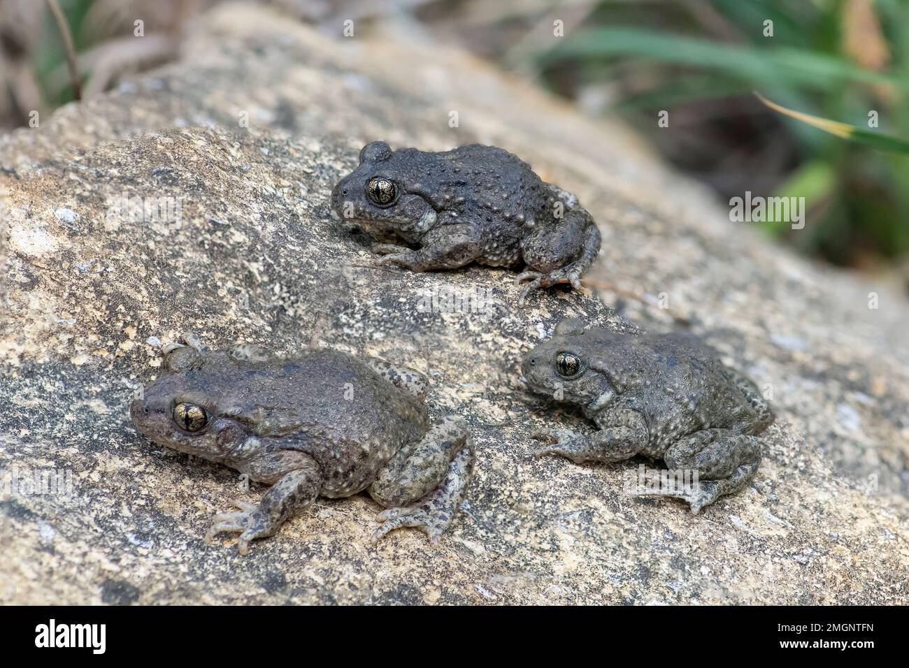 Midwife Toad (Alytes obstetricans) comparison of several Alytes ...