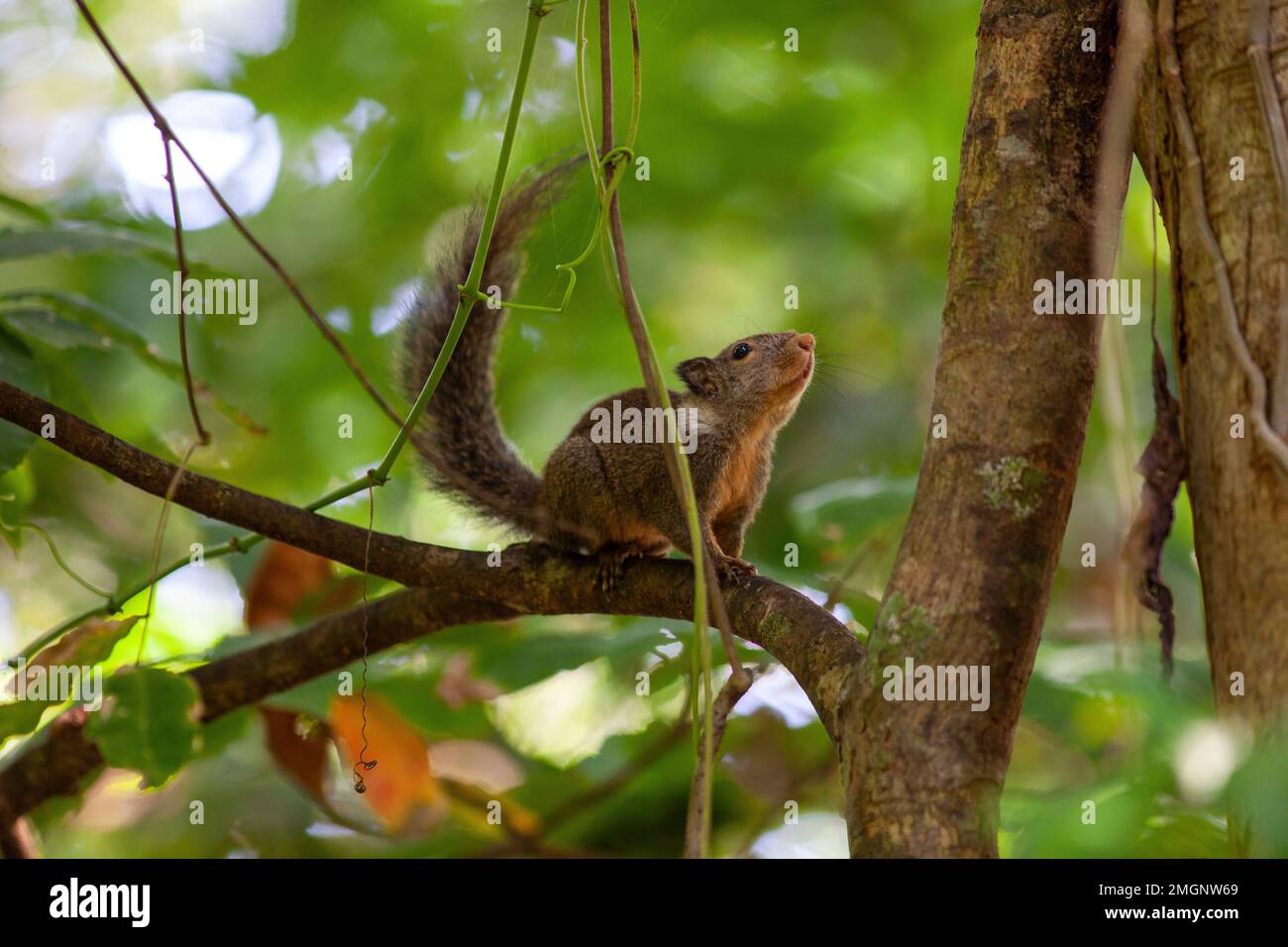 Whitish dwarf squirrel (Prosciurillus on a branch, Sulawesi