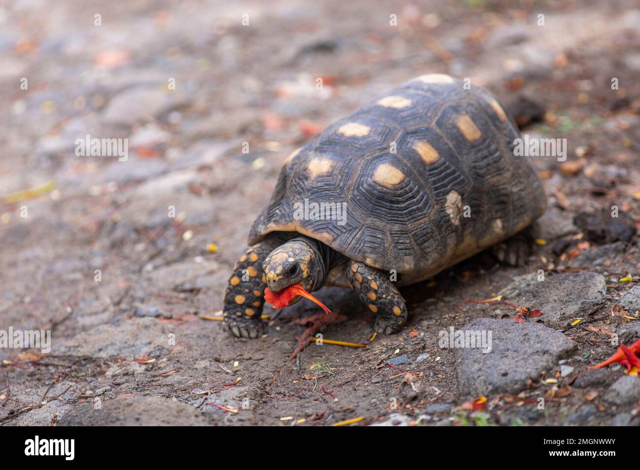 Redfooted tortoise (Chelonoidis carbonaria) eating flowers, Union