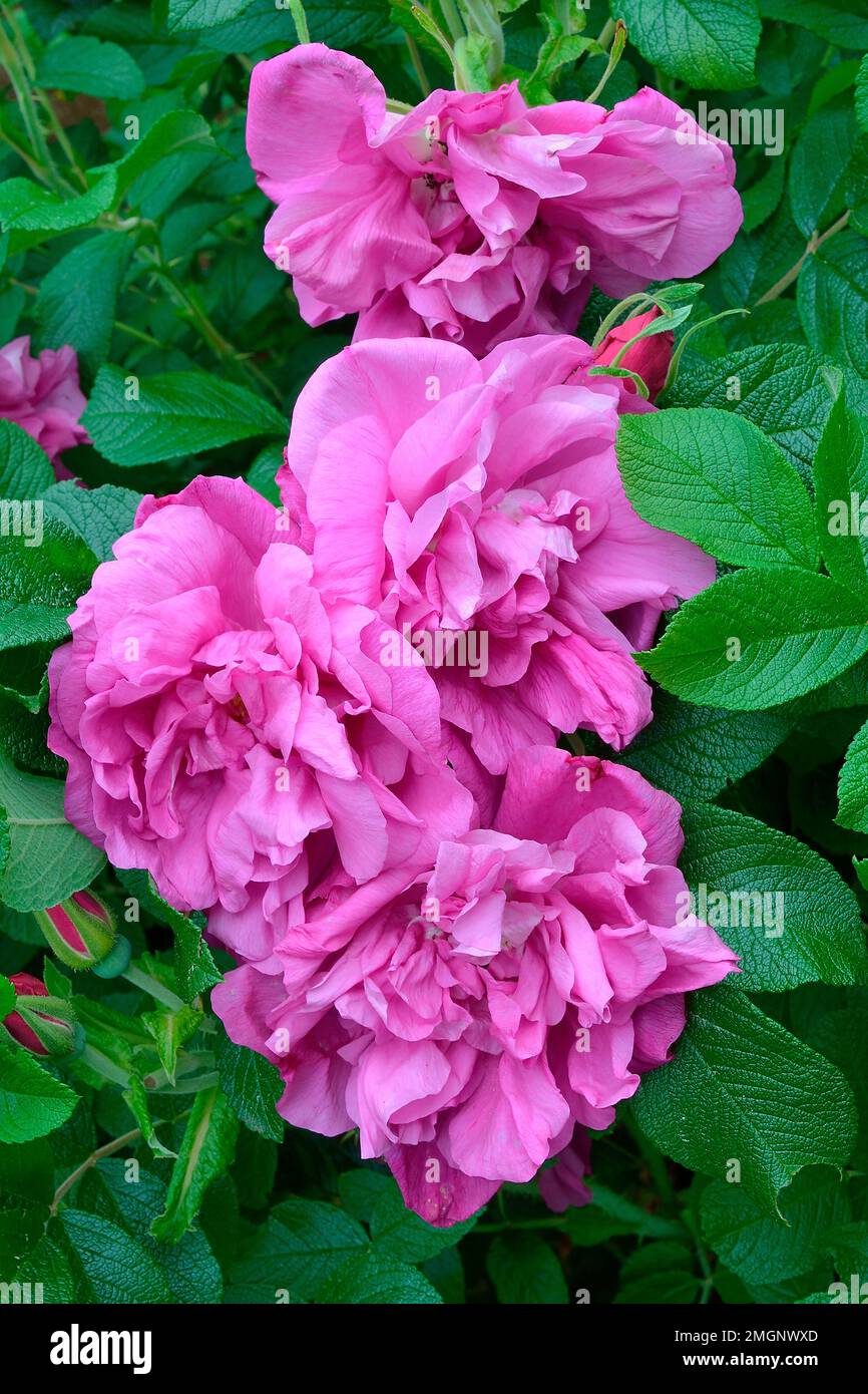 Fragrant Rugosa Roses Rugosa rose (Rosa rugosa) 'Moje Hammarberg': very fragrant and disease ...