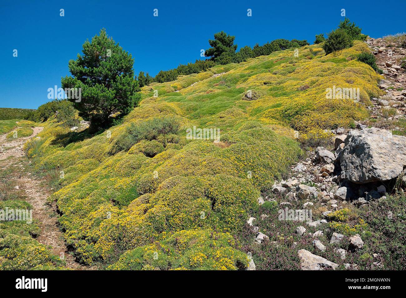 Sierra de Gratal horrible broom in bloom (Genista horrida), Aragonese
