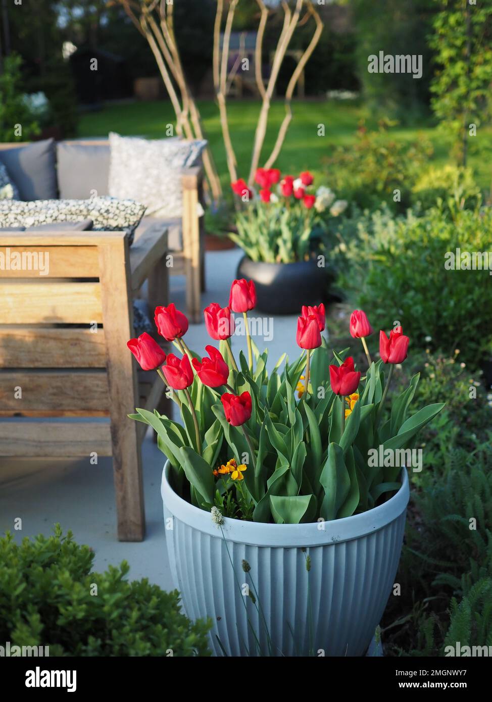 Tulipa 'Couleur Cardinal' tulips in a dolly tub in a British garden in spring Stock Photo