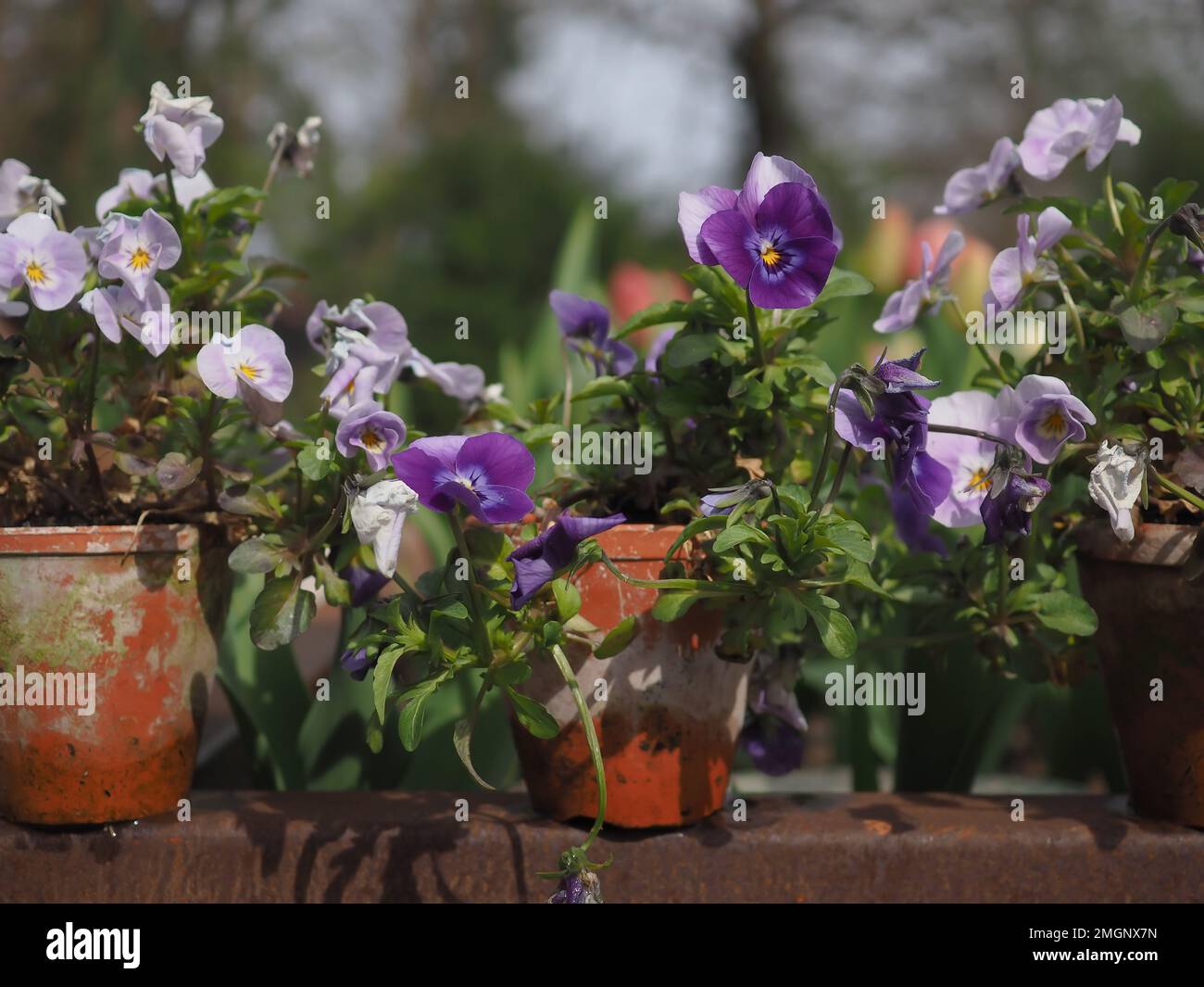 Lilac and purple Viola cornuta (winter violets / small flowered pansies) in little rustic terracotta pots Stock Photo