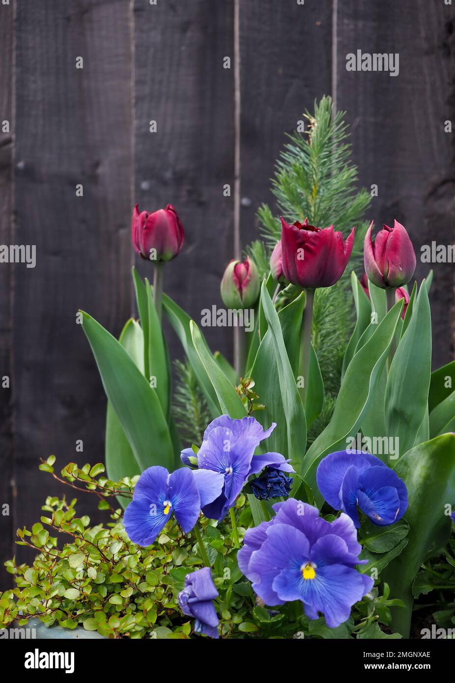 Container plants in pot against black wooden fence including Tulip