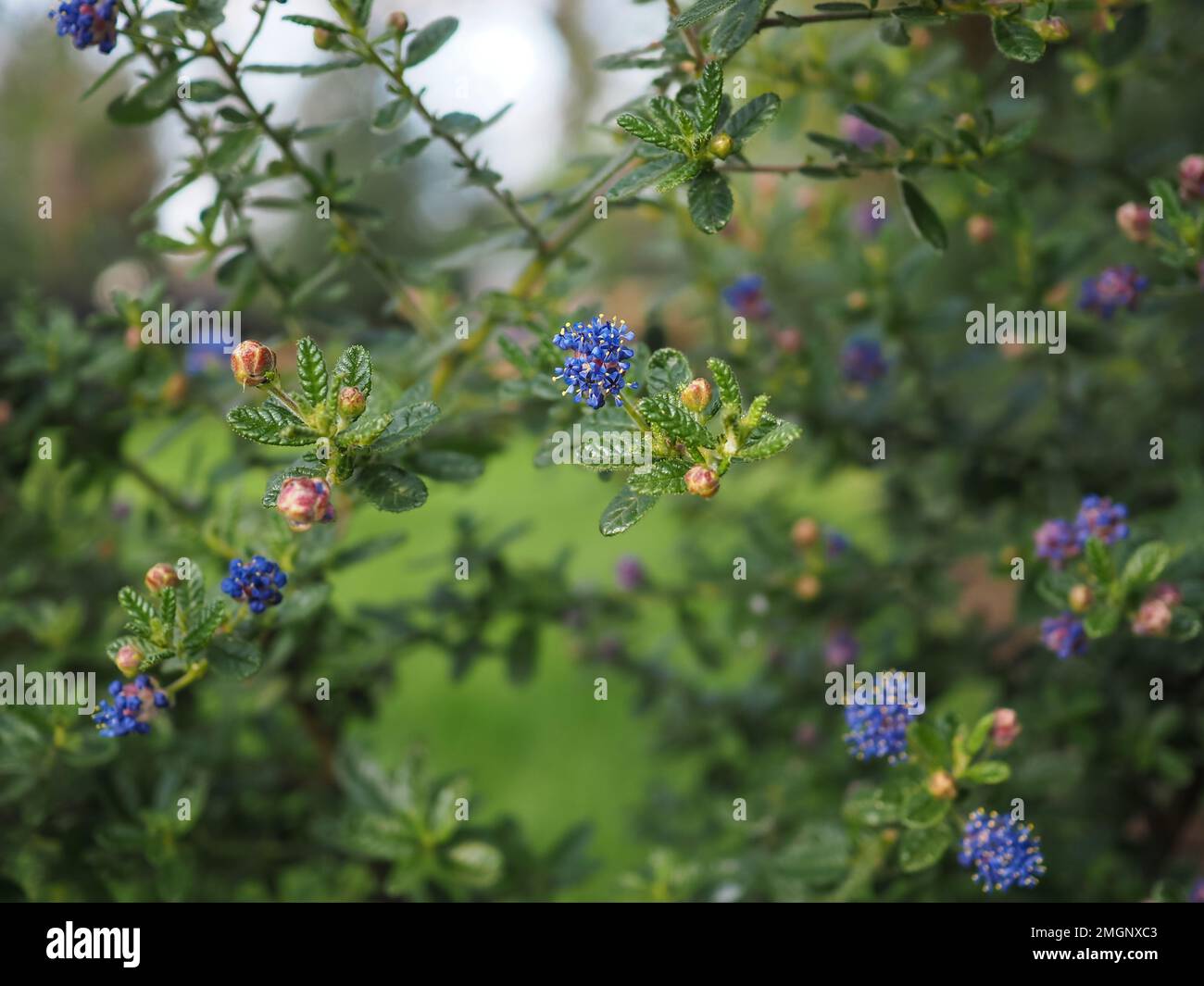 Close up of a single Ceanothus impressus 'Puget Blue' flower cluster intermittently spaced on airy branches (shallow depth of field) in England Stock Photo