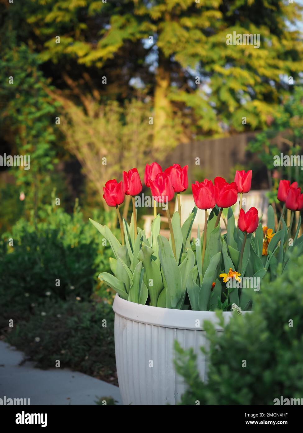 Close up of Tulipa 'Couleur Cardinal' tulips in a dolly tub in a British garden in spring Stock Photo