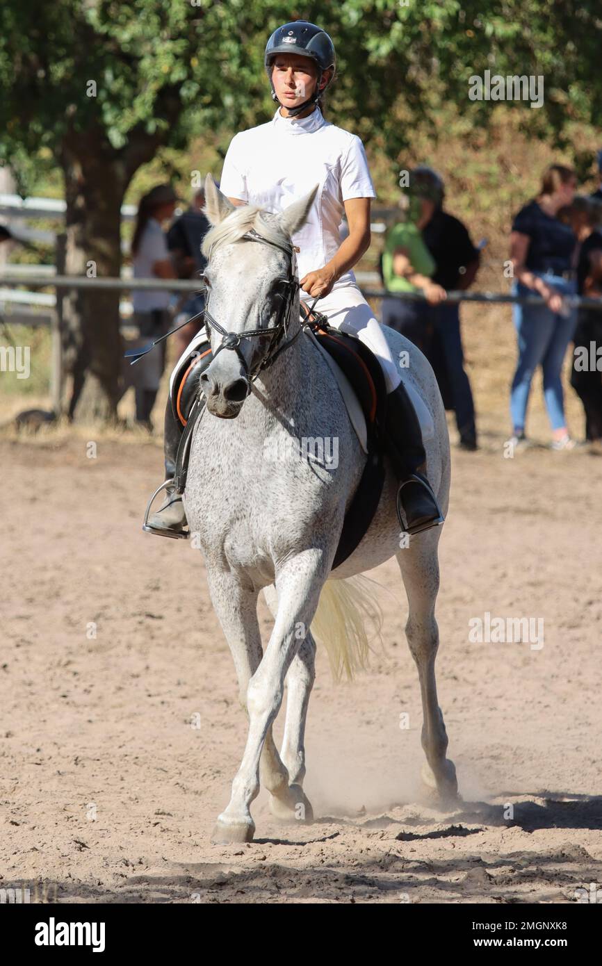 official show jumping tournaments in germany Stock Photo Alamy