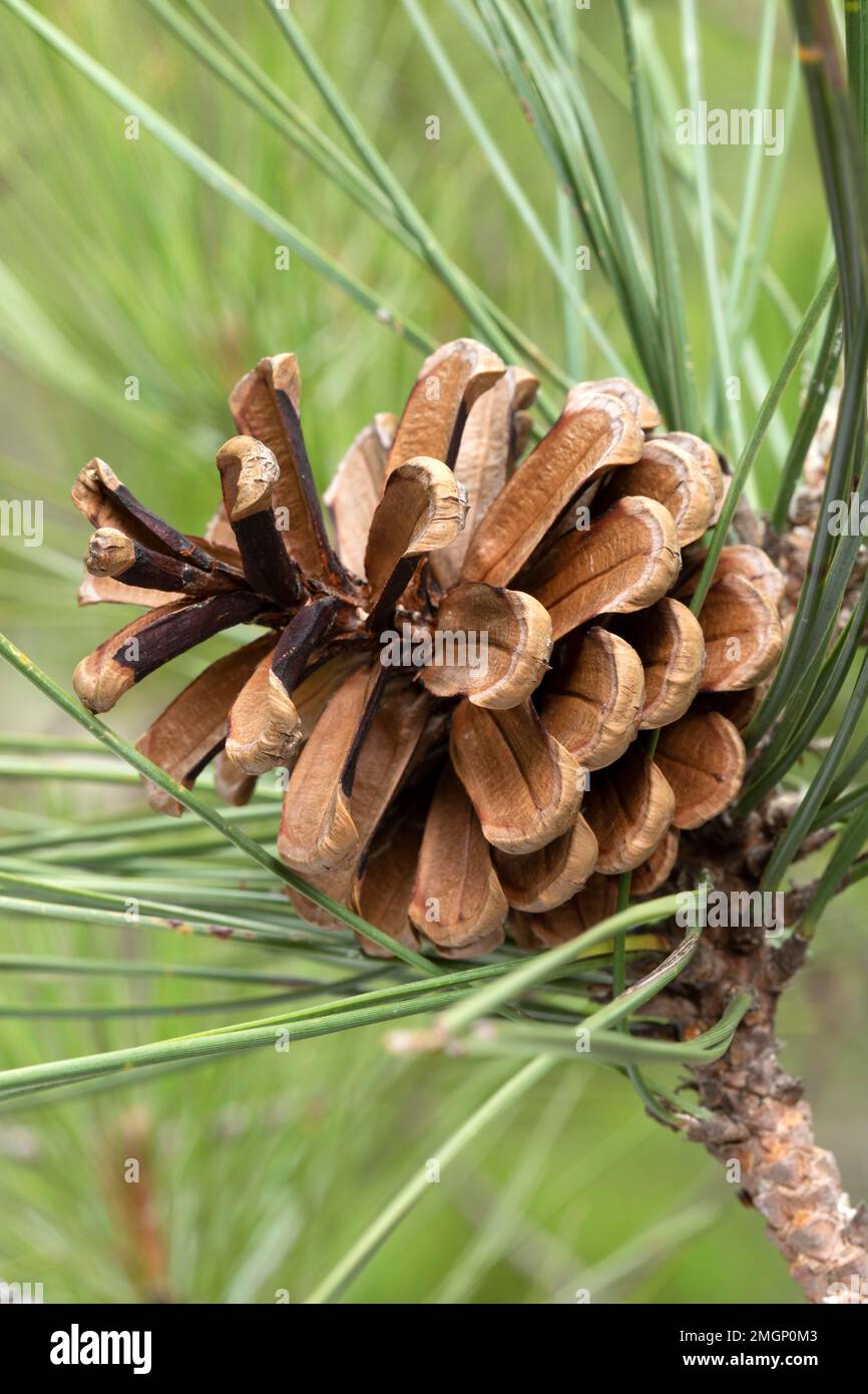 Cone pinus hi-res stock photography and images - Alamy