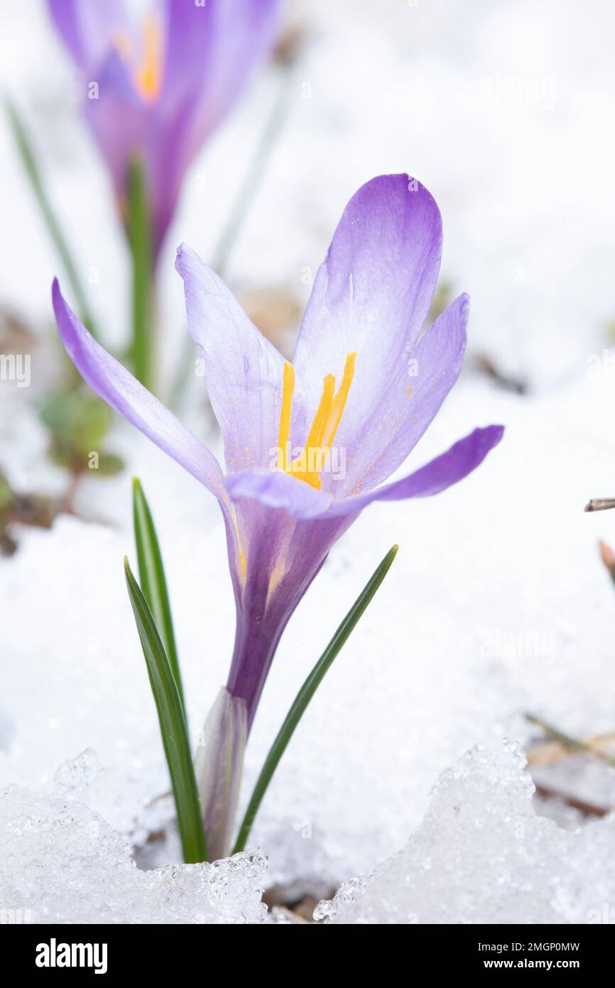Spring crocus (Crocus vernus) flower in snow Stock Photo