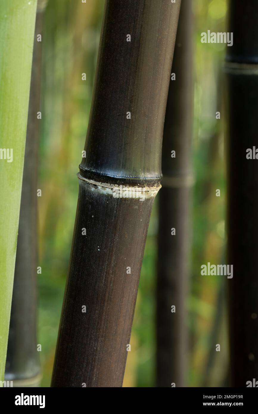 Riesen Bambus Schwarzer Bambus / Phyllostachys Nigra Gnstig Kaufen  Phyllostachys Nigra Schwarzer Riesenbambus Samen