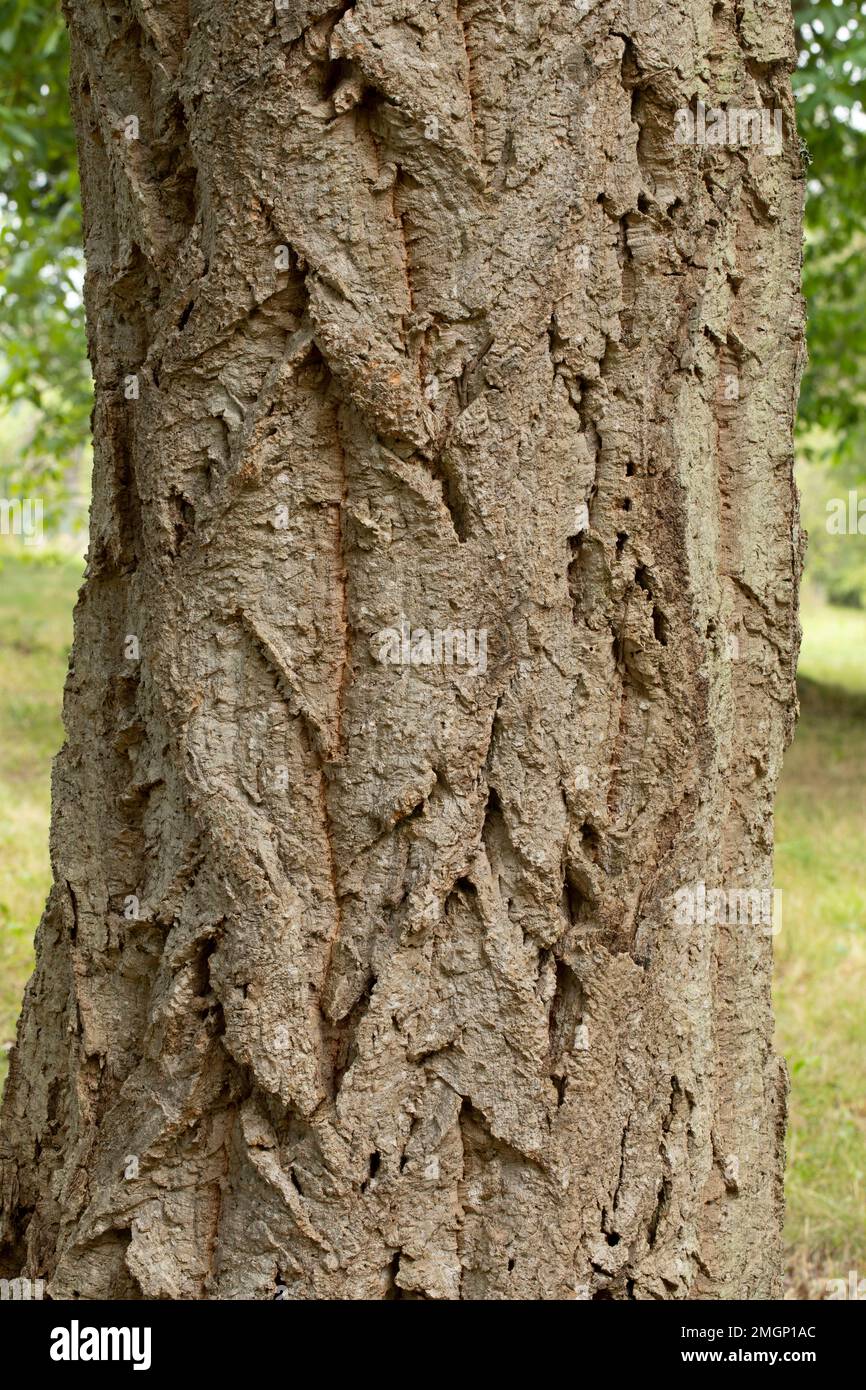 Chinese cork oak (Quercus variabilis), bark Stock Photo Alamy
