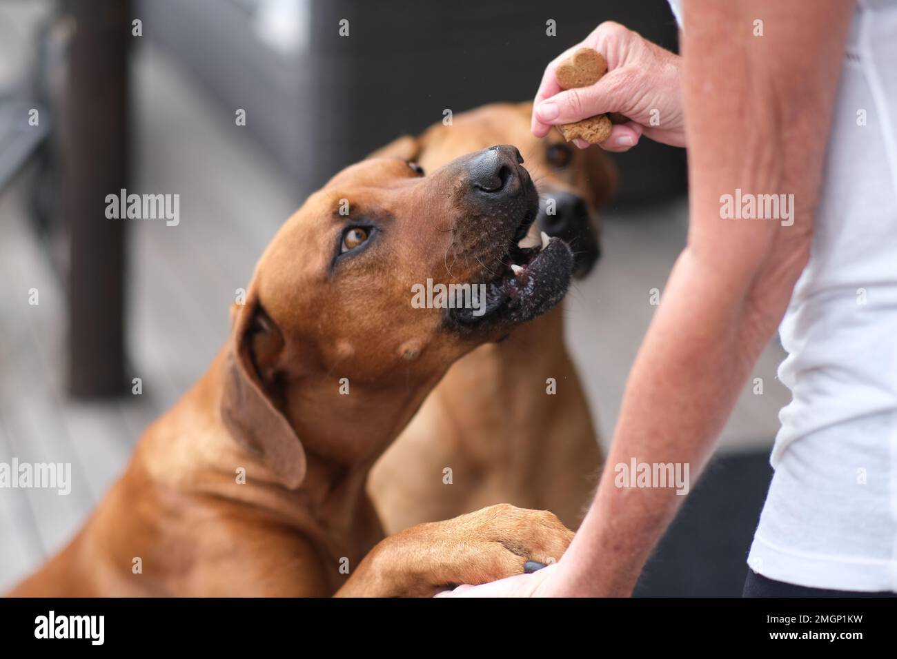 The Rhodesian Ridgeback is a dog breed bred in the Southern Africa region. Stock Photo