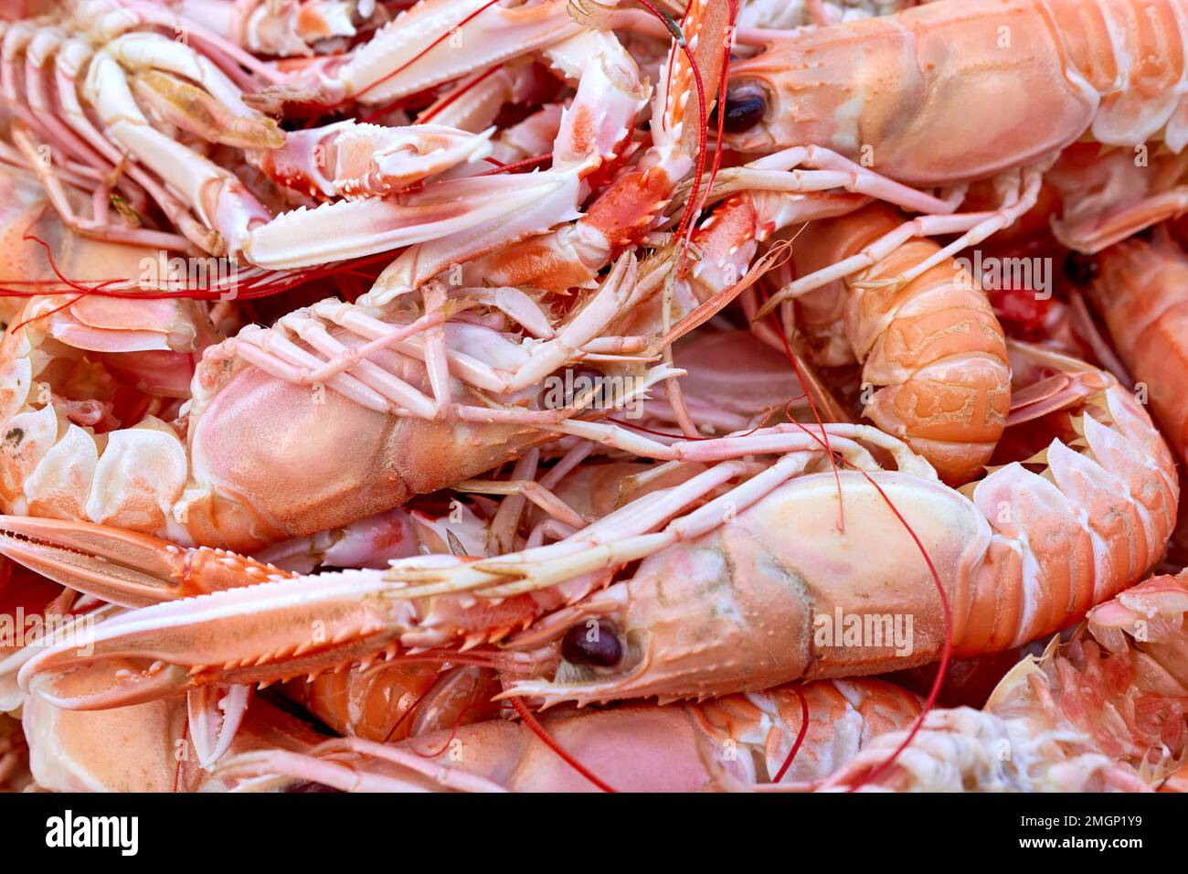 Boiled Norway lobster (Nephrops norvegicus); Læsø, Denmark Stock Photo