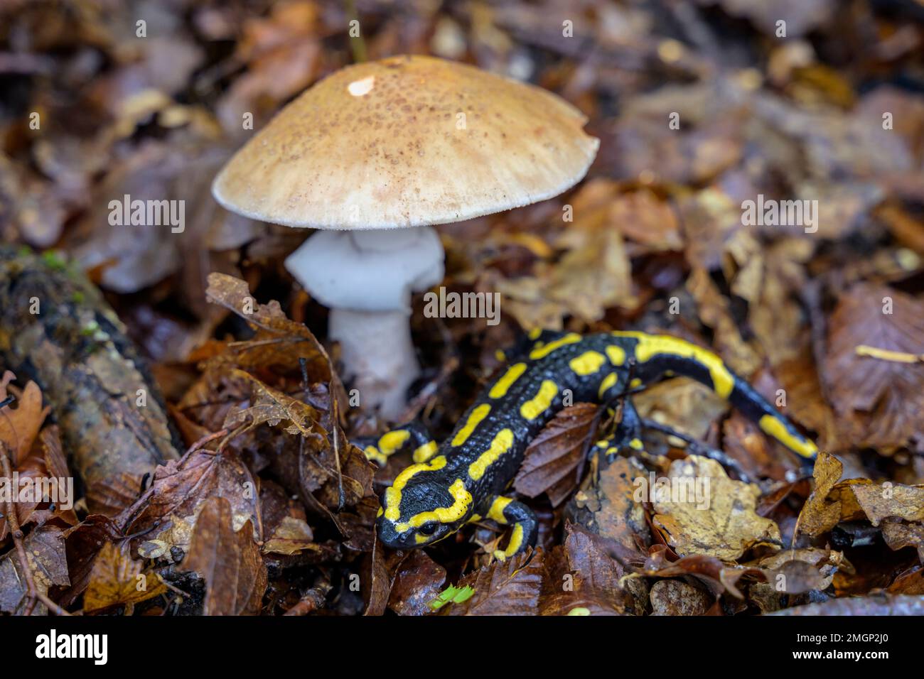 Speckled salamander (Salamandra salamandra) and Death Cap (Amanita phalloides) : two toxic species in forest, France Stock Photo