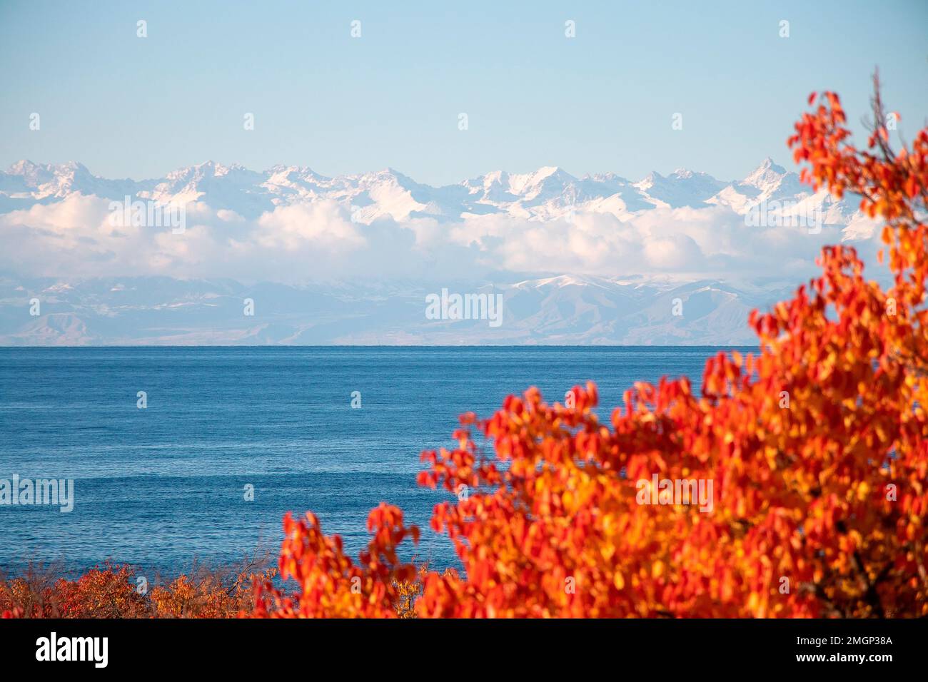 Issikkul lake with apricot trees in autumn, Chon Jargilchak, Yssyk Kul
