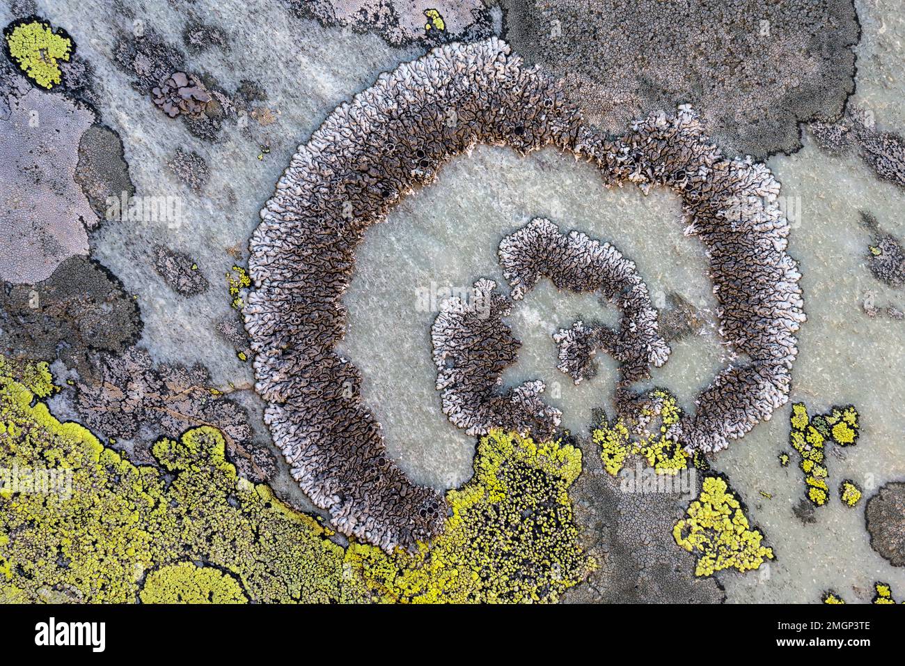 Complex of saxicolous lichens on quartzites in Savoie, Brodoa atrofusca (grey foliaceous) + Rhizocarpon geographicum (yellow crustaceous) and Aspicili Stock Photo