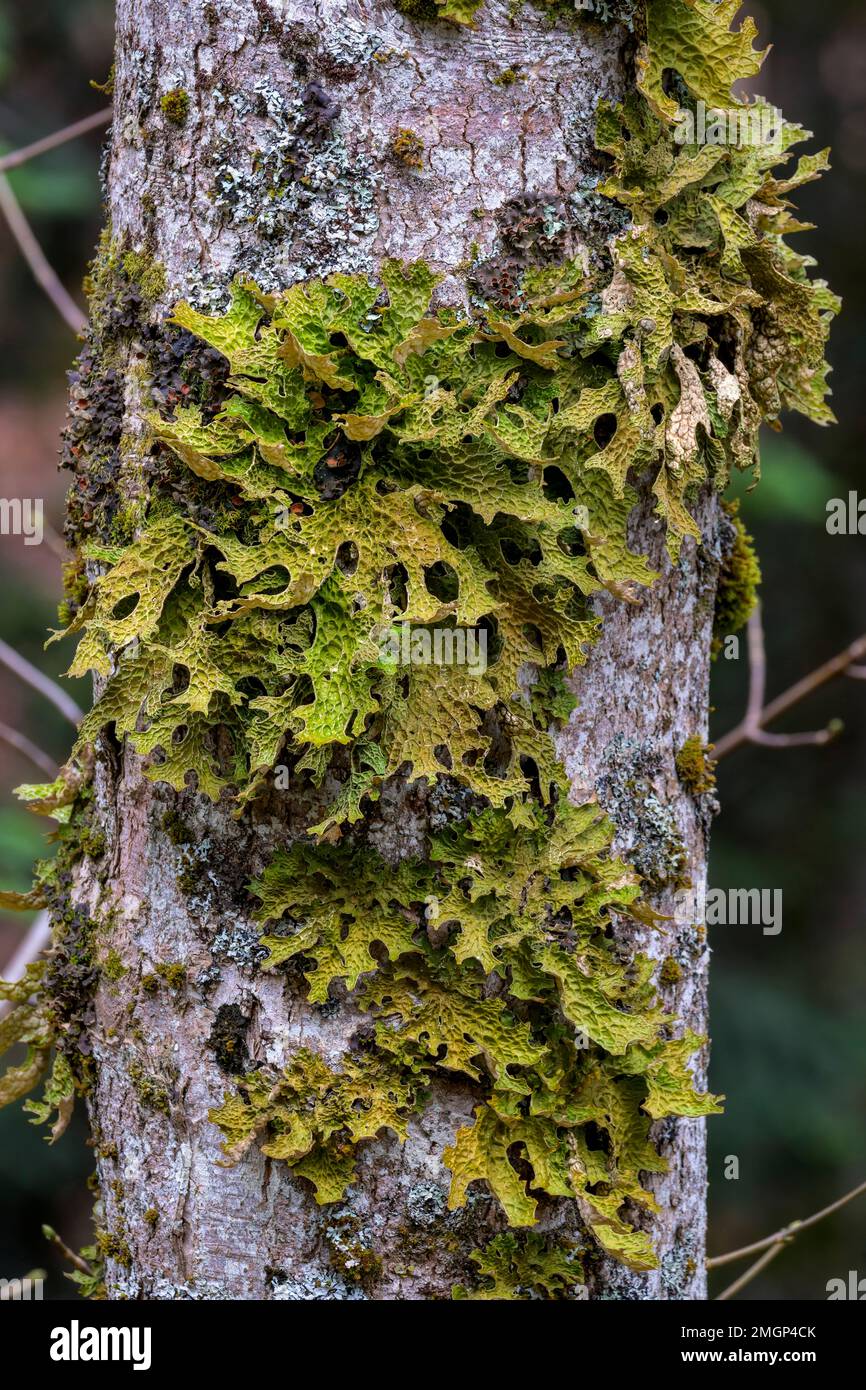 Pulmonary lichen (Lobaria pulmonaria) in the Vercors. A large foliaceous lichen - one of the largest in Europe - whose thallus commonly exceeds about Stock Photo