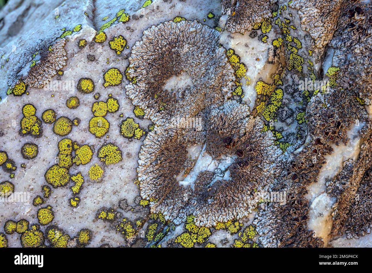 Complex of saxicolous lichens on quartzites in Savoie, Brodoa atrofusca (grey foliaceous) + Rhizocarpon geographicum (yellow crustacean), Grande Sassi Stock Photo