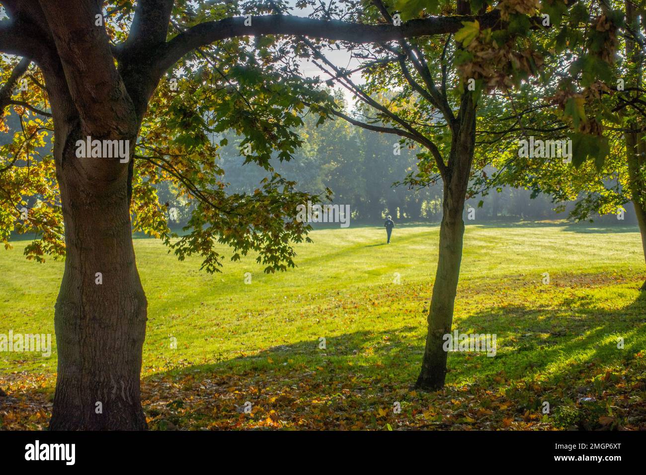 A person walking across a playing field in early morning light Stock Photo