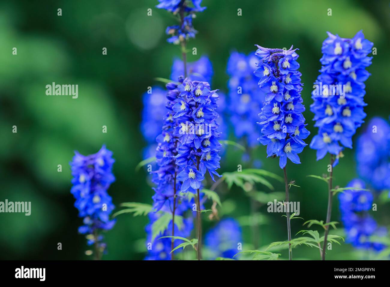Blue Blooming Delphinium , a genus in the Ranunculaceae family Stock ...